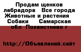 Продам щенков лабрадора - Все города Животные и растения » Собаки   . Самарская обл.,Похвистнево г.